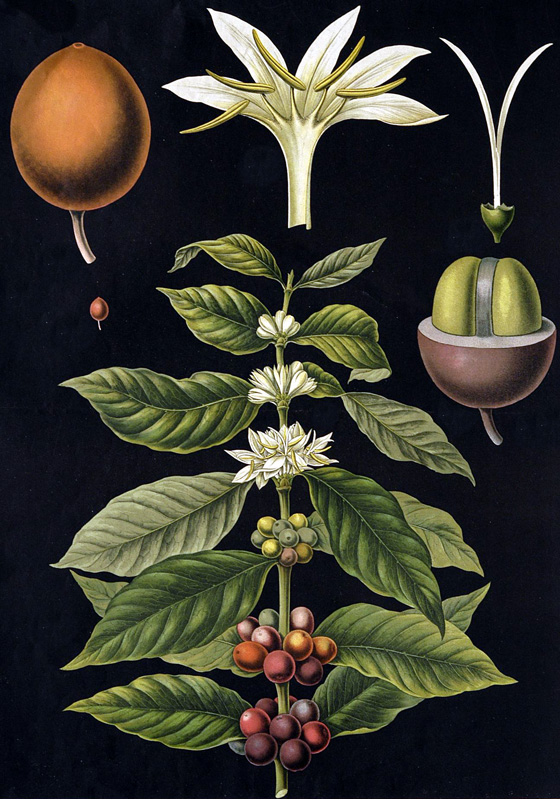 coffee plant coffea arabica black